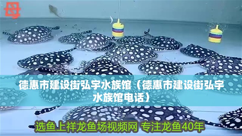 德惠市建設(shè)街弘宇水族館（德惠市建設(shè)街弘宇水族館電話(huà)）