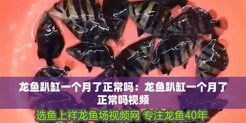 龍魚趴缸一個月了正常嗎：龍魚趴缸一個月了正常嗎視頻 龍魚趴缸一個月了正常嗎：龍魚趴缸一個月了正常嗎視頻 水族問答