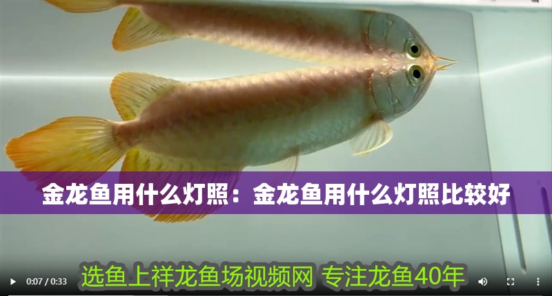 金龍魚用什么燈照：金龍魚用什么燈照比較好