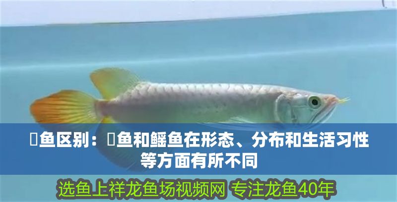 魟魚區別：魟魚和鰩魚在形態、分布和生活習性等方面有所不同