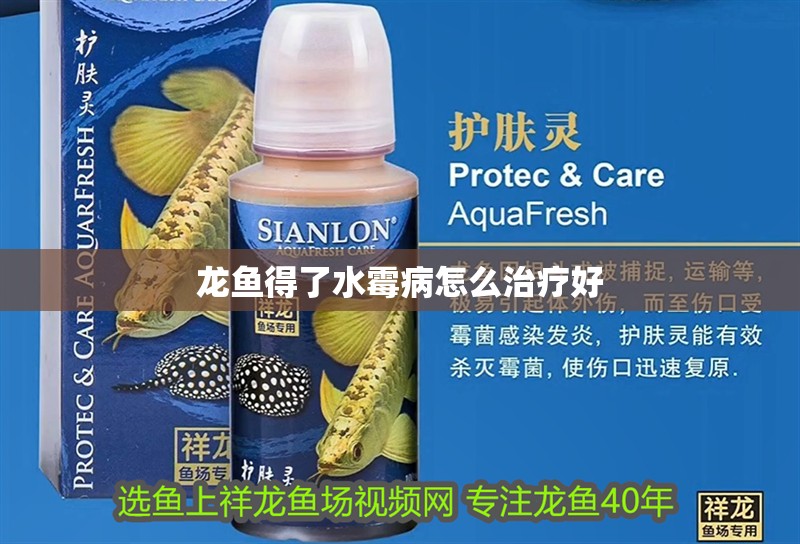 龍魚得了水霉病怎么治療好