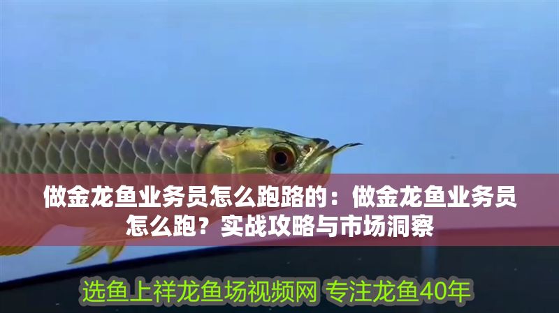 做金龍魚業務員怎么跑路的：做金龍魚業務員怎么跑？實戰攻略與市場洞察