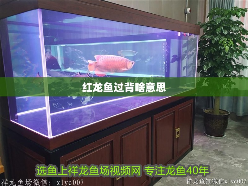 紅龍魚過背啥意思