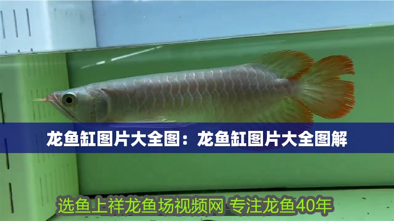 龍魚(yú)缸圖片大全圖：龍魚(yú)缸圖片大全圖解