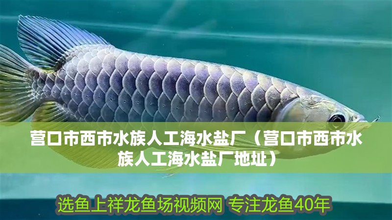 營口市西市水族人工海水鹽廠（營口市西市水族人工海水鹽廠地址）