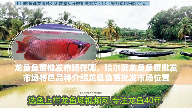 龍魚(yú)魚(yú)苗批發(fā)市場(chǎng)在哪，哈爾濱龍魚(yú)魚(yú)苗批發(fā)市場(chǎng)特色品種介紹龍魚(yú)魚(yú)苗批發(fā)市場(chǎng)位置