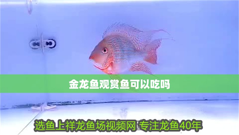 金龍魚觀賞魚可以吃嗎
