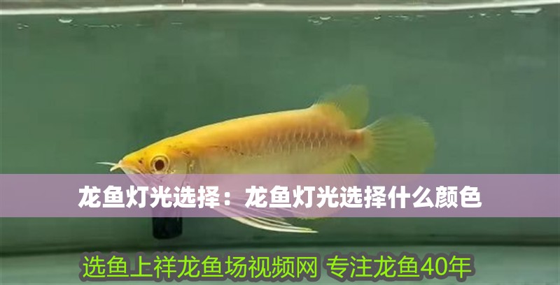 龍魚燈光選擇：龍魚燈光選擇什么顏色
