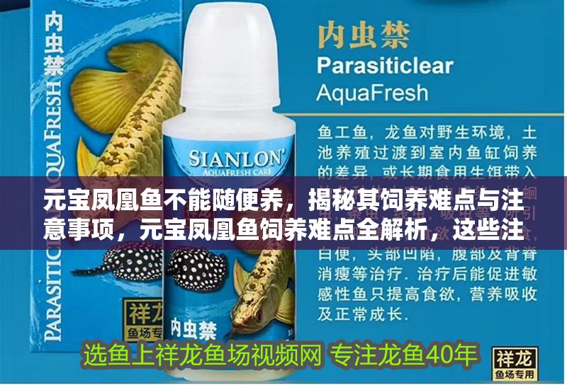元寶鳳凰魚不能隨便養，揭秘其飼養難點與注意事項，元寶鳳凰魚飼養難點全解析，這些注意事項不可忽視