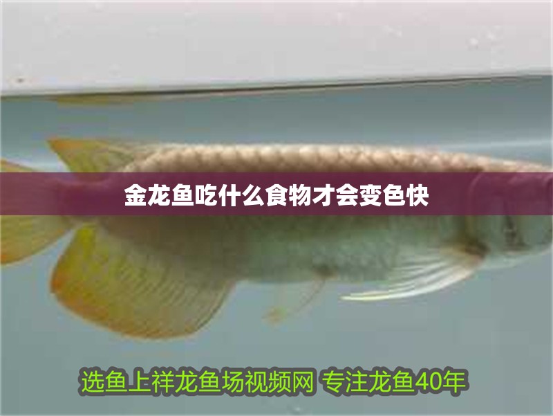 金龍魚吃什么食物才會變色快