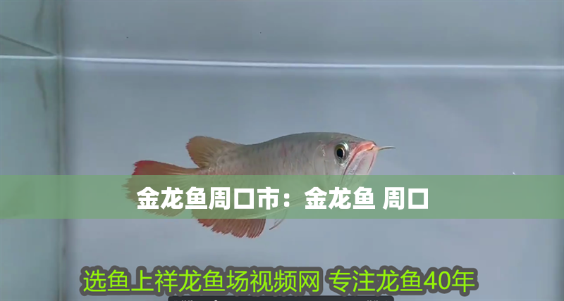 金龍魚周口市：金龍魚 周口