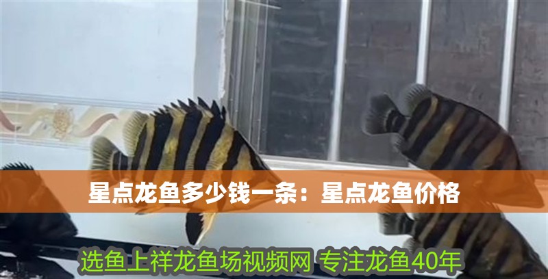 星點龍魚多少錢一條：星點龍魚價格