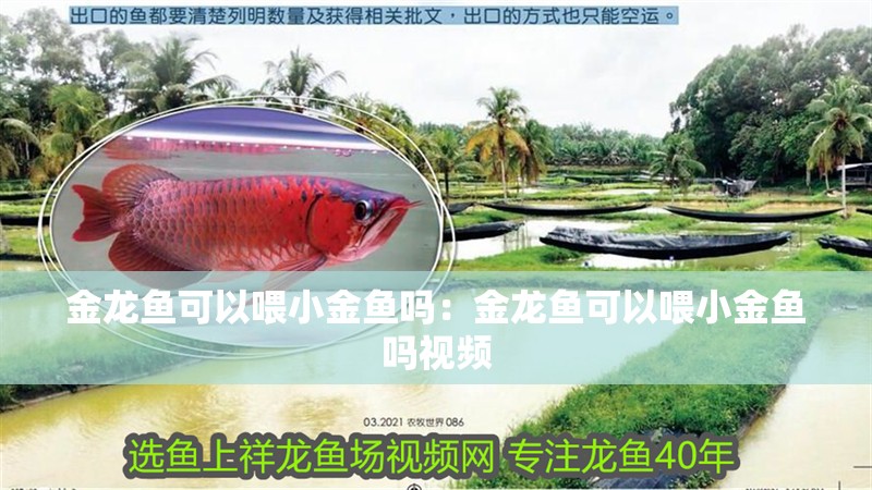金龍魚可以喂小金魚嗎：金龍魚可以喂小金魚嗎視頻