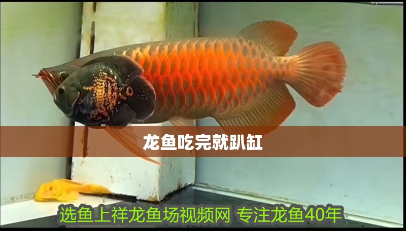 龍魚吃完就趴缸