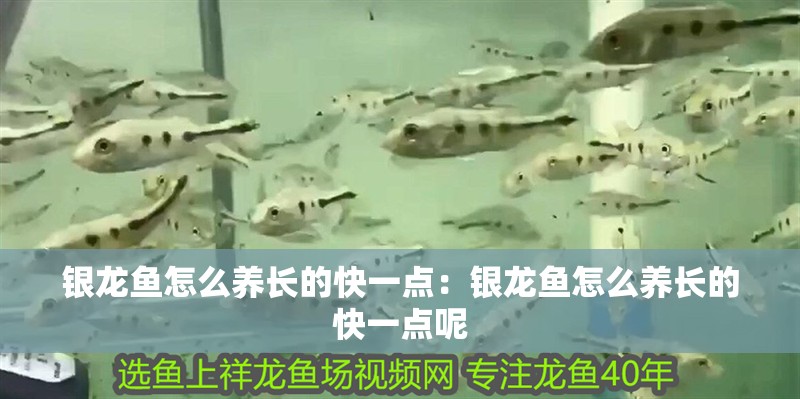 銀龍魚怎么養長的快一點：銀龍魚怎么養長的快一點呢