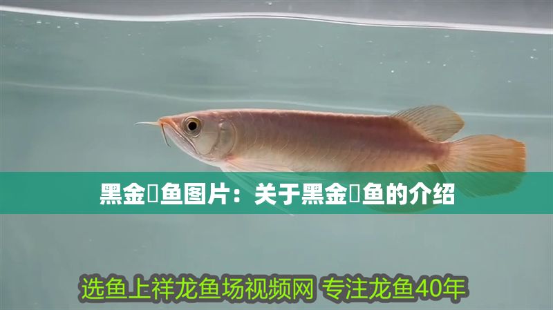 黑金魟魚圖片：關(guān)于黑金魟魚的介紹