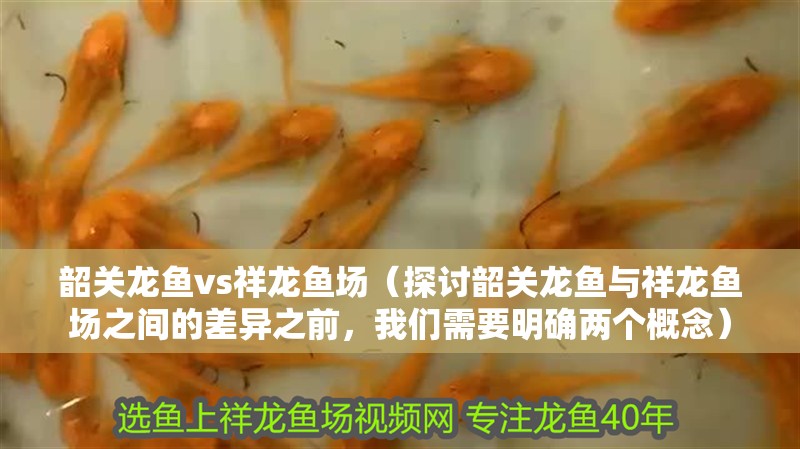 韶關龍魚vs祥龍魚場（探討韶關龍魚與祥龍魚場之間的差異之前，我們需要明確兩個概念）