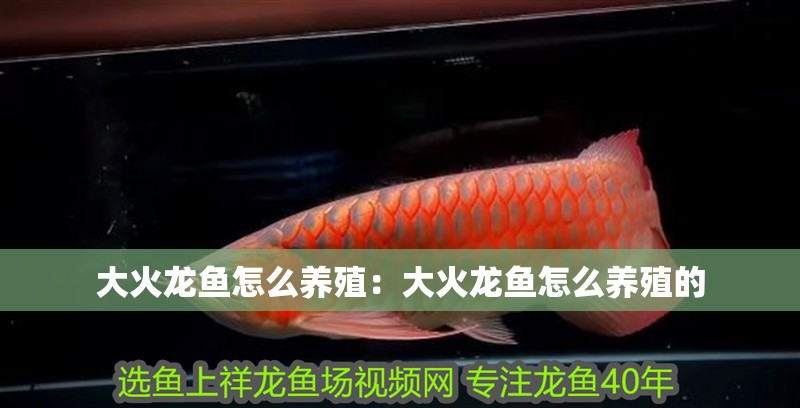 大火龍魚怎么養(yǎng)殖：大火龍魚怎么養(yǎng)殖的
