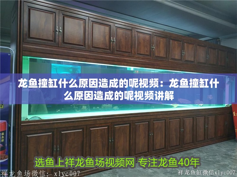 龍魚撞缸什么原因造成的呢視頻：龍魚撞缸什么原因造成的呢視頻講解 龍魚撞缸什么原因造成的呢視頻：龍魚撞缸什么原因造成的呢視頻講解 水族問答