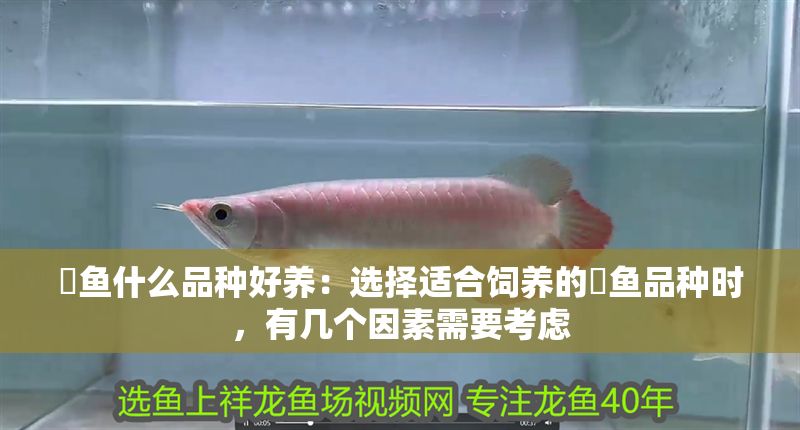 魟魚什么品種好養：選擇適合飼養的魟魚品種時，有幾個因素需要考慮