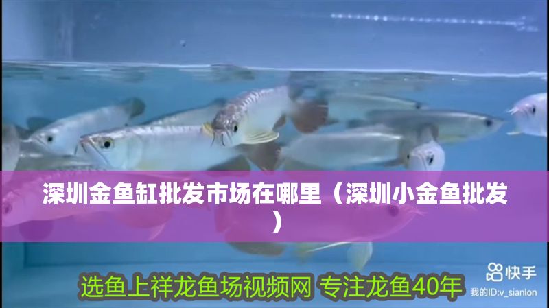 深圳金魚缸批發市場在哪里（深圳小金魚批發）