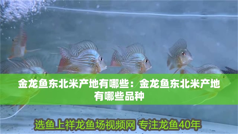 金龍魚東北米產(chǎn)地有哪些：金龍魚東北米產(chǎn)地有哪些品種