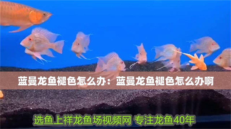 藍曼龍魚褪色怎么辦：藍曼龍魚褪色怎么辦啊
