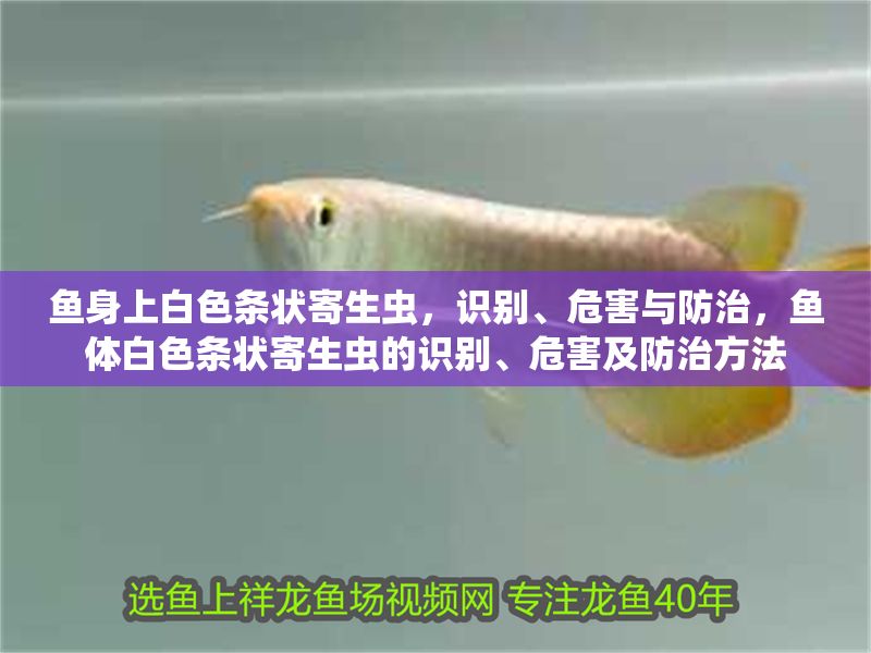 魚身上白色條狀寄生蟲，識別、危害與防治，魚體白色條狀寄生蟲的識別、危害及防治方法