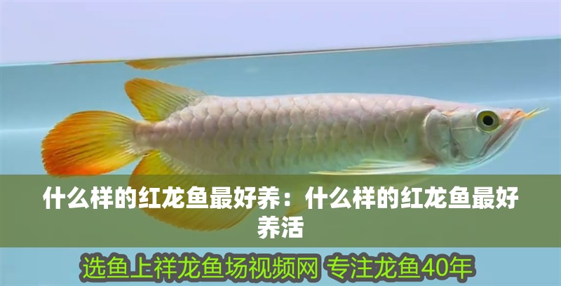什么樣的紅龍魚最好養(yǎng)：什么樣的紅龍魚最好養(yǎng)活