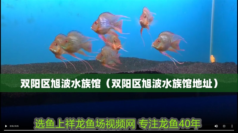 雙陽區(qū)旭波水族館（雙陽區(qū)旭波水族館地址） 雙陽區(qū)旭波水族館（雙陽區(qū)旭波水族館地址） 全國水族館企業(yè)名錄 第1張