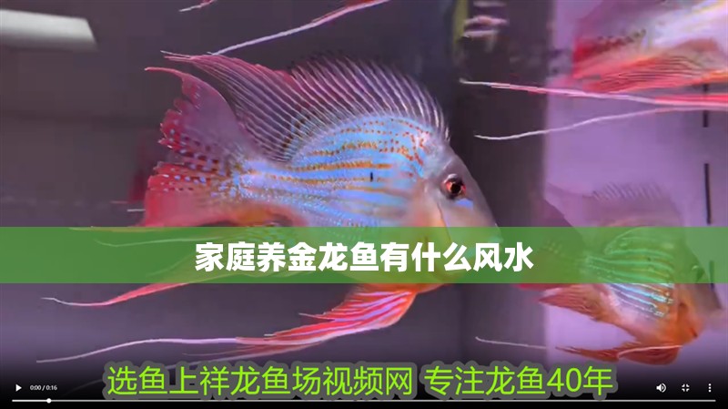 家庭養(yǎng)金龍魚有什么風(fēng)水