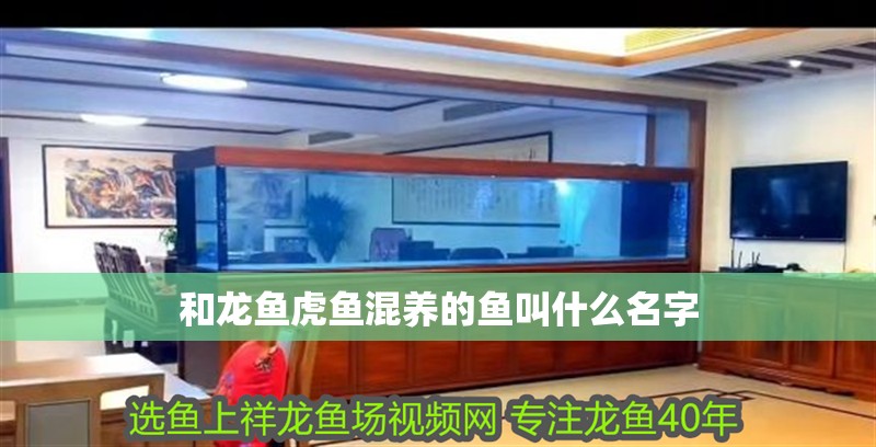 和龍魚虎魚混養(yǎng)的魚叫什么名字 和龍魚虎魚混養(yǎng)的魚叫什么名字 龍魚百科 第3張