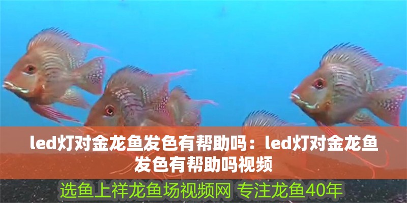 led燈對金龍魚發(fā)色有幫助嗎：led燈對金龍魚發(fā)色有幫助嗎視頻