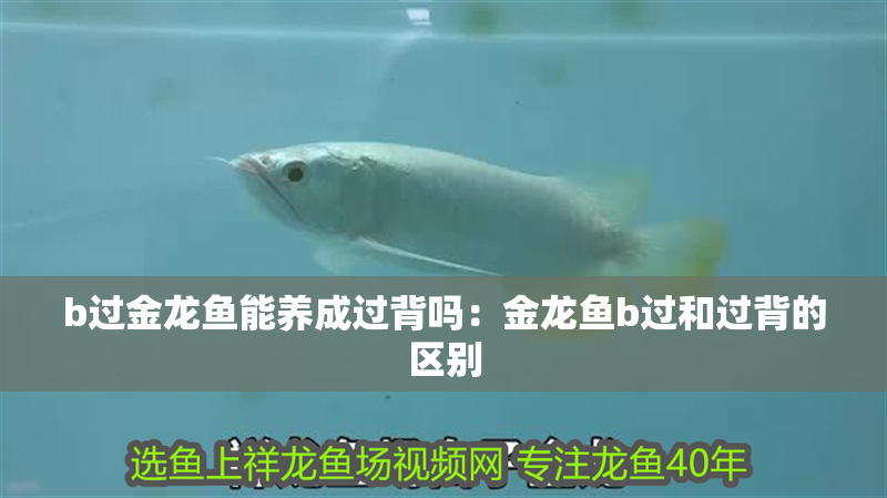 b過金龍魚能養成過背嗎：金龍魚b過和過背的區別