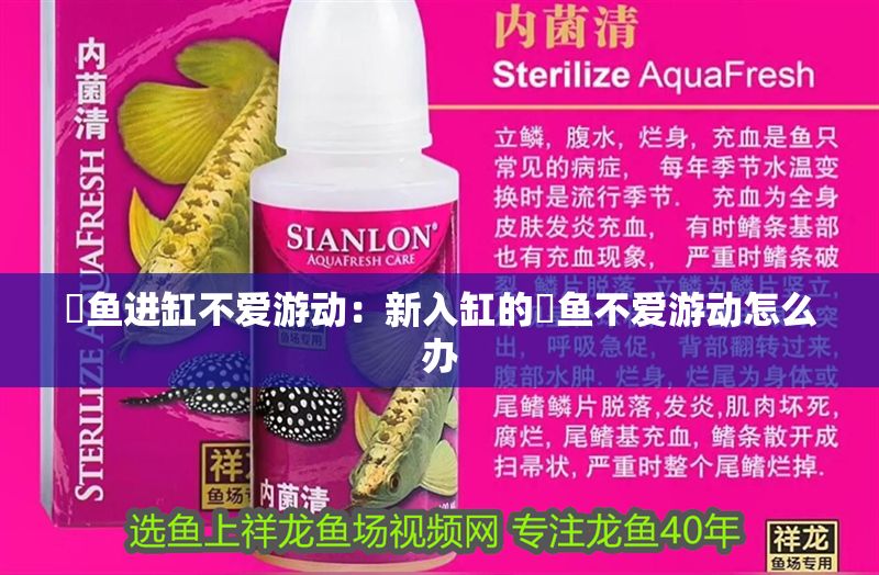 魟魚進缸不愛游動：新入缸的魟魚不愛游動怎么辦