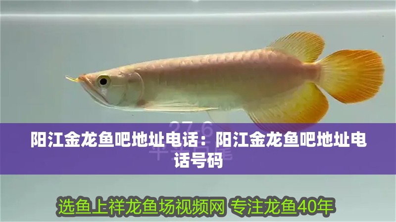 陽江金龍魚吧地址電話：陽江金龍魚吧地址電話號碼