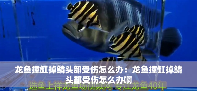 龍魚(yú)撞缸掉鱗頭部受傷怎么辦：龍魚(yú)撞缸掉鱗頭部受傷怎么辦啊