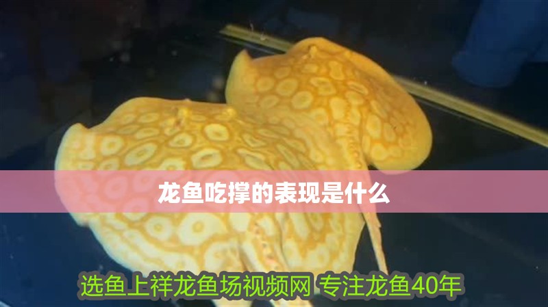 龍魚吃撐的表現是什么