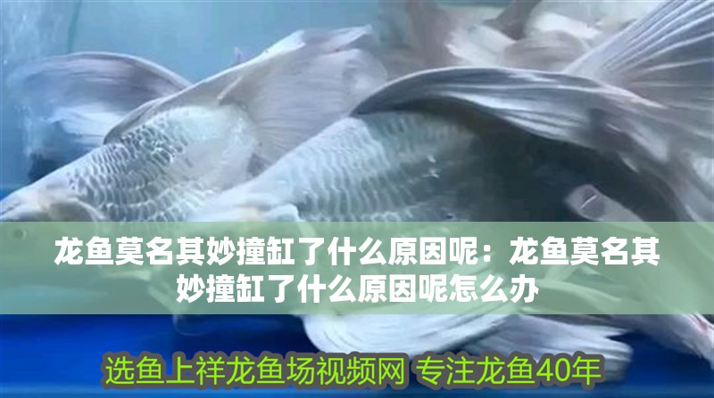 龍魚莫名其妙撞缸了什么原因呢：龍魚莫名其妙撞缸了什么原因呢怎么辦