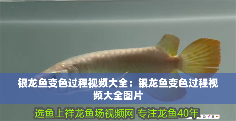 銀龍魚變色過(guò)程視頻大全：銀龍魚變色過(guò)程視頻大全圖片