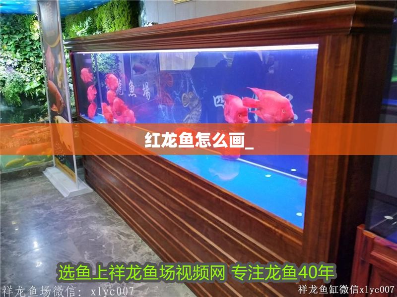 紅龍魚怎么畫_ 紅龍魚怎么畫_ 龍魚百科 第1張