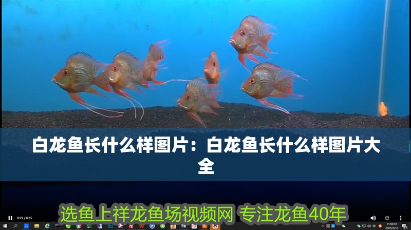 白龍魚長什么樣圖片：白龍魚長什么樣圖片大全