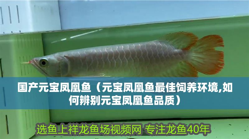 國產元寶鳳凰魚（元寶鳳凰魚最佳飼養環境,如何辨別元寶鳳凰魚品質） 國產元寶鳳凰魚（元寶鳳凰魚最佳飼養環境,如何辨別元寶鳳凰魚品質） 元寶鳳凰魚百科 第1張