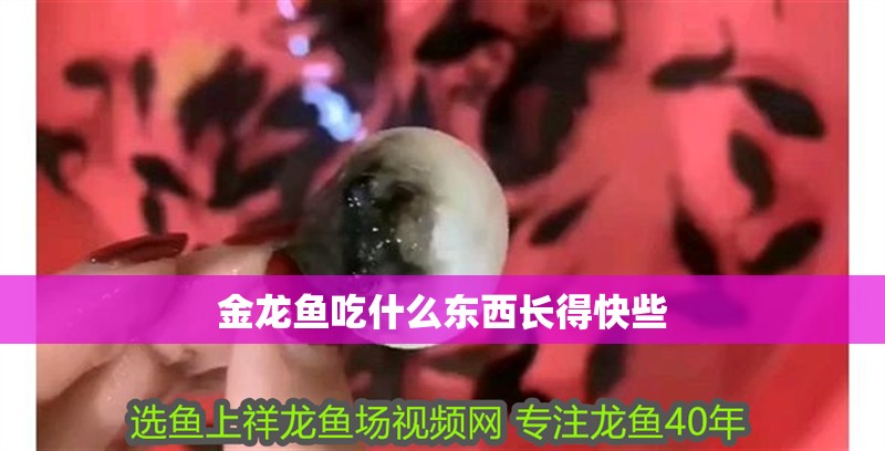 金龍魚吃什么東西長得快些