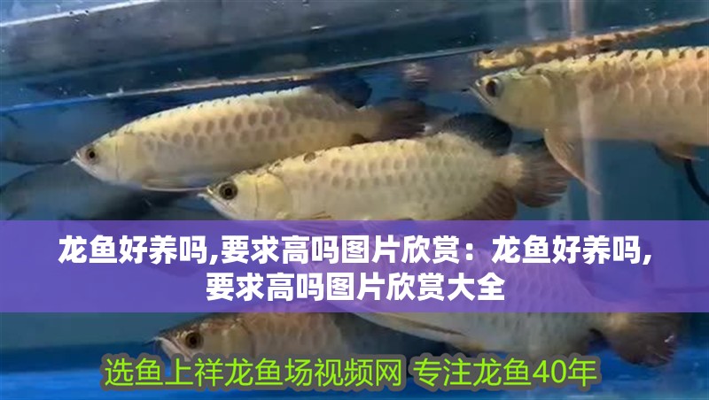 龍魚好養嗎,要求高嗎圖片欣賞：龍魚好養嗎,要求高嗎圖片欣賞大全