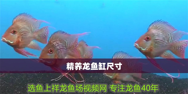 精養龍魚缸尺寸