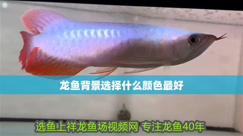 龍魚背景選擇什么顏色最好 龍魚背景選擇什么顏色最好 龍魚百科 第2張