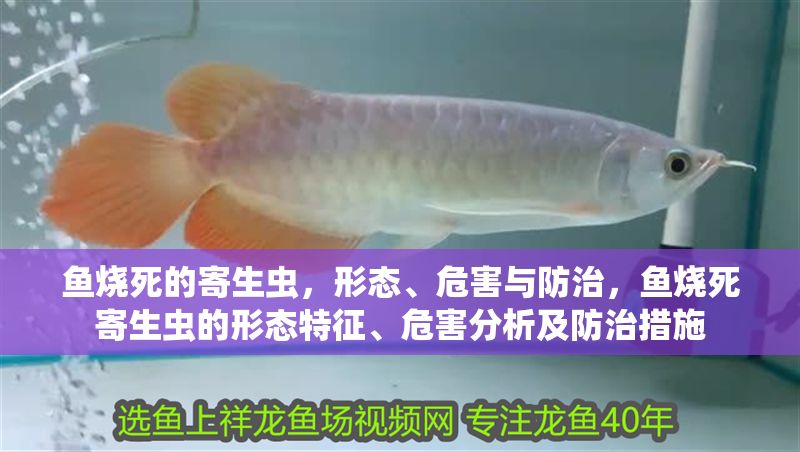 魚燒死的寄生蟲，形態、危害與防治，魚燒死寄生蟲的形態特征、危害分析及防治措施 魚燒死的寄生蟲，形態、危害與防治，魚燒死寄生蟲的形態特征、危害分析及防治措施 龍魚常見疾病 第1張