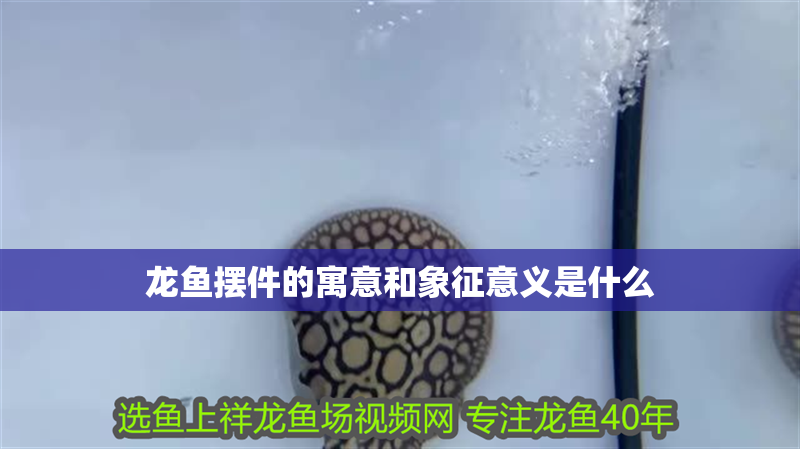 龍魚擺件的寓意和象征意義是什么