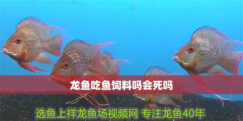 龍魚吃魚飼料嗎會死嗎